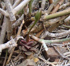 Anacampseros telephiastrum