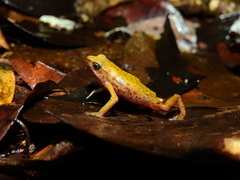 Atelopus flavescens