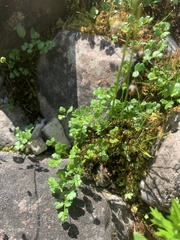 Thalictrum alpinum