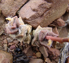 Anacampseros telephiastrum