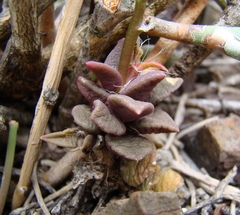 Anacampseros telephiastrum
