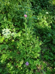 Centaurea jacea