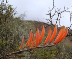 Astroloba rubriflora