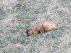 Marmota