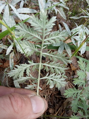 Artemisia armeniaca