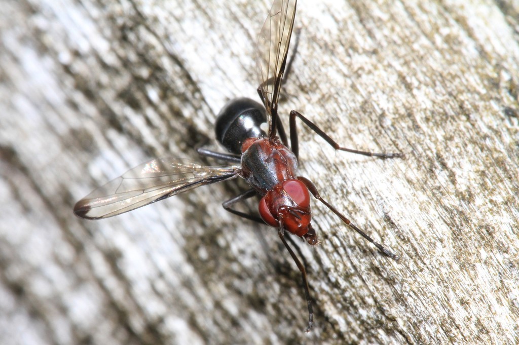 Cephalia rufipes