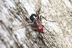Cephalia rufipes