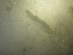 Alloteuthis subulata