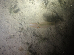 Alloteuthis subulata