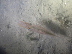 Alloteuthis subulata