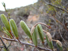 Astroloba rubriflora