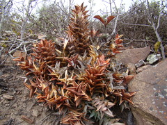Astroloba rubriflora