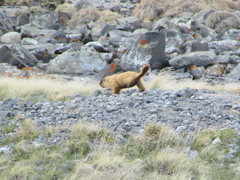 Marmota
