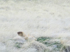 Marmota