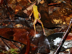 Atelopus flavescens