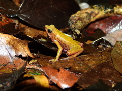 Atelopus flavescens