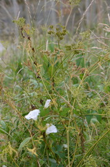 Chaerophyllum aureum