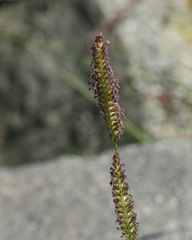 Cynosurus cristatus