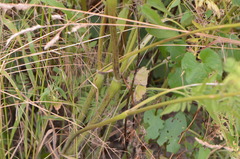 Chaerophyllum aureum