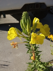 Oenothera elata