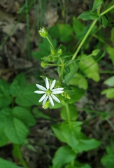 Stellaria aquatica