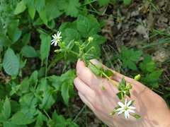 Stellaria aquatica