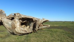 Odontesthes bonariensis