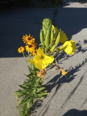 Oenothera elata