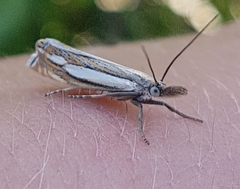 Crambus silvella
