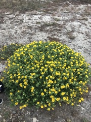 Grindelia stricta platyphylla
