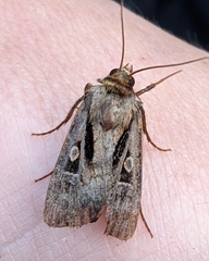 Agrotis vancouverensis
