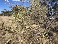 Acacia maranoensis