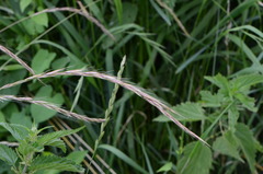 Elymus caninus