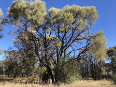 Acacia maranoensis