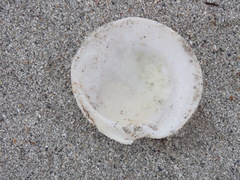 Dosinia exoleta