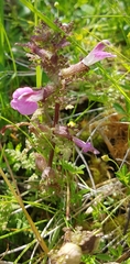 Pedicularis sylvatica