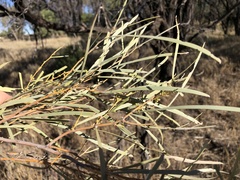 Acacia maranoensis