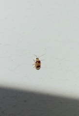 Monolepta bifasciata