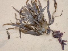 Laminaria digitata