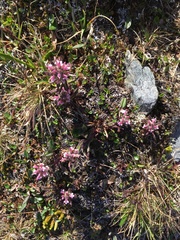 Pedicularis hirsuta