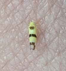 Empoa gillettei