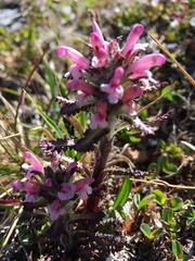 Pedicularis hirsuta