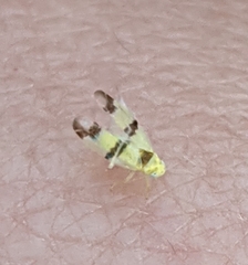 Empoa gillettei