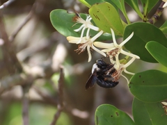 Xylocopa phalothorax