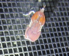 Galasa nigrinodis
