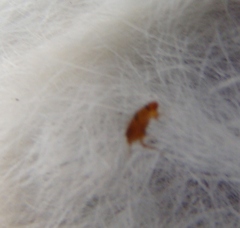 Siphonaptera