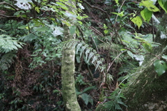 Asplenium bulbiferum x a flaccidum