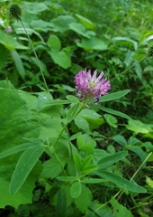 Trifolium medium