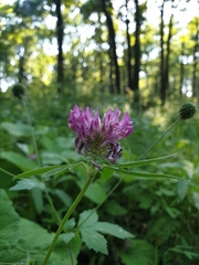Trifolium medium