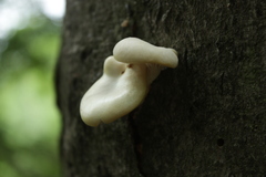 Pleurotus